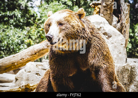 danger, beautiful and furry brown bear, mammal Stock Photo