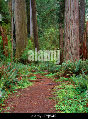USA, California, Prairie Creek Redwoods State Park, Trail leads through redwood forest in spring. Stock Photo