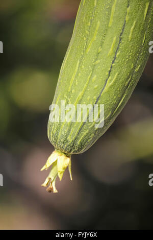 Luffa aegyptiaca, aka Egyptian cucumber Stock Photo