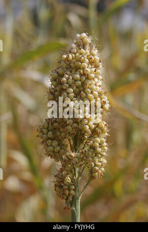 Sorghum bicolor crop Stock Photo