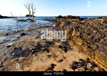 dead tree andilana beach seaweed in indian and rock Stock Photo