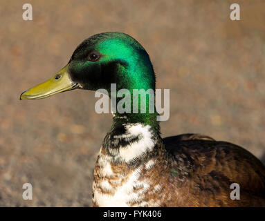 Male Mutt Duck Side Portrait Closeup Stock Photo