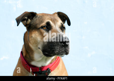 Beefy strong large mixed breed young dog with floppy ears, wearing a red collar looks to the right. Possibly a pit bull mix. Stock Photo