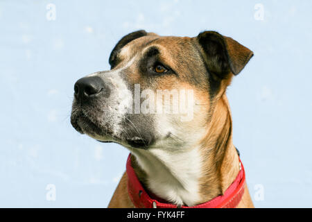 Beefy strong large mixed breed young dog with floppy ears, wearing a red collar looks to the left. Possibly a pit bull mix. Stock Photo