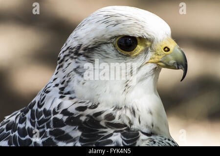 hawk, beautiful white falcon with black and gray plumage Stock Photo