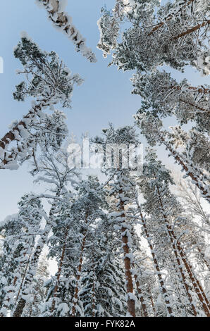 Winter snow covered treetops against the blue sky. Viitna, Estonia. Stock Photo