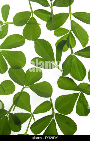 Leaves of Fenugreek, Trigonella Foenum-graecum Stock Photo