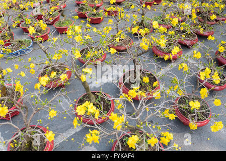 bonsai blossoming apricot trees Stock Photo