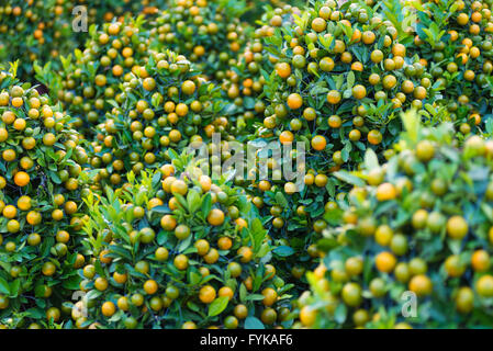 kumquat trees for Tet (Vietnamese New Year) Stock Photo