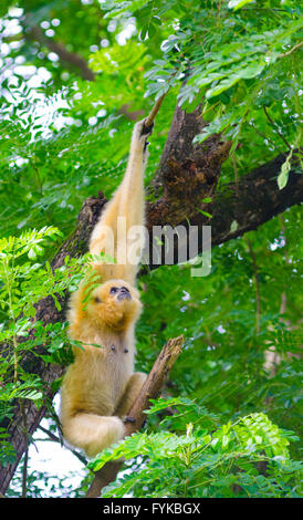 yellow cheeked gibbon on tree Stock Photo