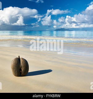 Sea's coconuts (coco de mer) on beach at Seychelles Stock Photo