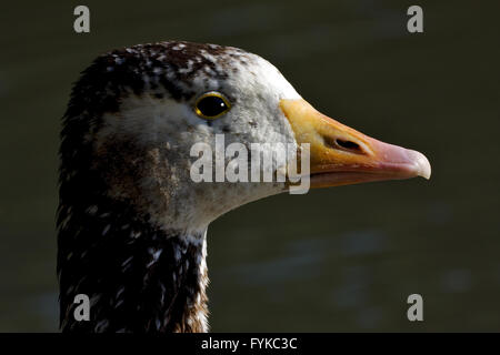 brown  duck whit black  eye Stock Photo