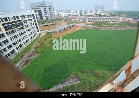 Nanning, Nanning, CHN. 14th Apr, 2016. Nanning, CHINA - April 14 2016: (EDITORIAL USE ONLY. CHINA OUT) Water hyacinth grows crazily on the lake due to eutrophication in Guangxi university of finance and economics. Now it looks like a prairie. © SIPA Asia/ZUMA Wire/Alamy Live News Stock Photo