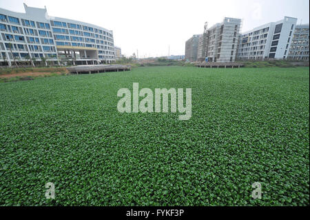 Nanning, Nanning, CHN. 14th Apr, 2016. Nanning, CHINA - April 14 2016: (EDITORIAL USE ONLY. CHINA OUT) Water hyacinth grows crazily on the lake due to eutrophication in Guangxi university of finance and economics. Now it looks like a prairie. © SIPA Asia/ZUMA Wire/Alamy Live News Stock Photo