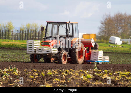 Hesketh Bank, Lancashire, UK. 27th April 2016. UK Weather:  Farmers in the salad bowl of Lancashire are held back in the production of salad crops due to the continued cold weather which is restricting growth.  The area is a large employer of foreign immigrant labourers & EU nationals who are restricted to shorter working hours which is having a knock on effect to the local economy.  The farmers are continuing to plant under protective fleece by satellite navigation. Credit:  Cernan Elias/Alamy Live News Stock Photo