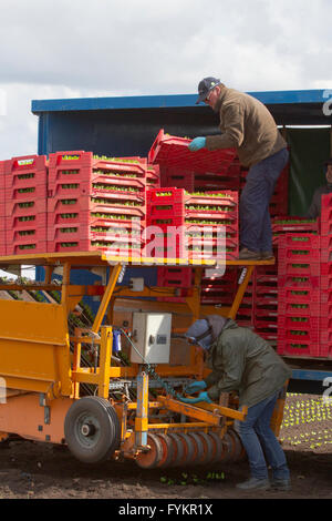 Hesketh Bank, Lancashire, UK. 27th April, 2016. UK Weather:  Farmers in the salad bowl of Lancashire are held back in the production of salad crops due to the continued cold weather which is restricting growth.  The area is a large employer of foreign immigrant labourers & EU nationals who are restricted to shorter working hours which is having a knock on effect to the local economy.  The farmers are continuing to plant under protective fleece by satellite navigation. Credit:  Cernan Elias/Alamy Live News Stock Photo