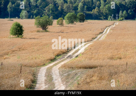 Country road - track through the wheat fields Stock Photo