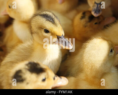 Small ducklings in herds Stock Photo