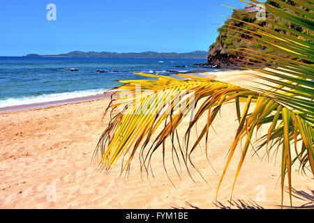 andilana beach seaweed in indian ocean leaf Stock Photo