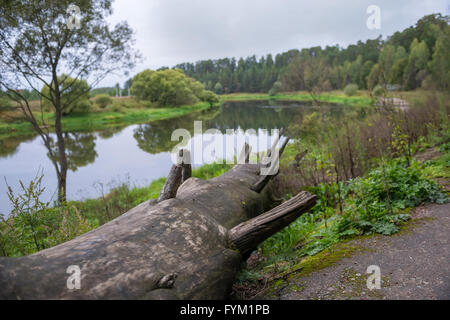 Huge old tree trunk lying on the river bank Stock Photo