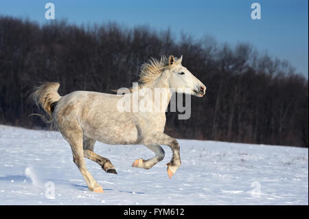 Horse runs gallop on the winter field Stock Photo