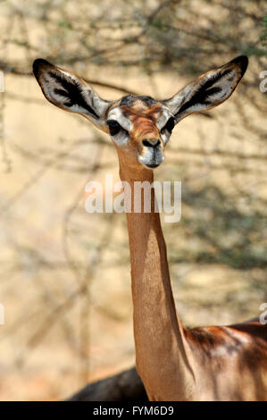 Gerenuk in Samburu National Park in Northern Kenya Stock Photo