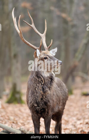 Beautiful young red deer in forest Stock Photo