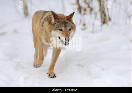 Grey Wolf (Canis lupus) in winter time Stock Photo