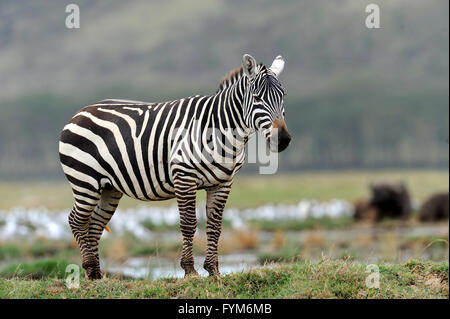 Zebra in the National Reserve of Africa, Kenya Stock Photo