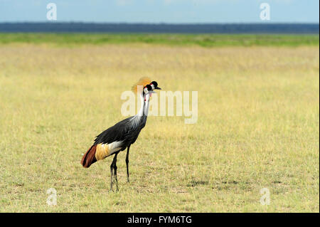 Grey Crowned Crane Balearica regulorum gibbericeps Stock Photo