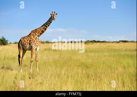 Giraffe in National park of Kenya, Africa Stock Photo