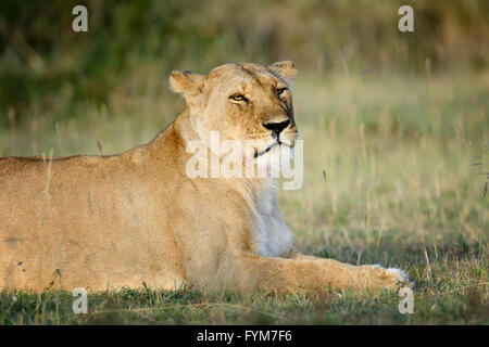 Close-up lion in National park of Kenya, Africa Stock Photo