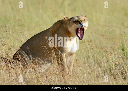 Close-up lion in National park of Kenya, Africa Stock Photo