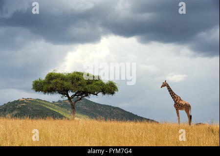 Beautiful landscape with nobody tree and gireffe  in Africa Stock Photo