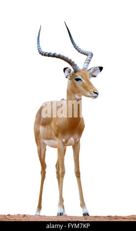 Male impala isolaterd on white background Stock Photo