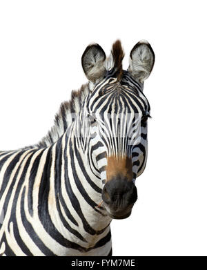 Zebra isolated on white background Stock Photo