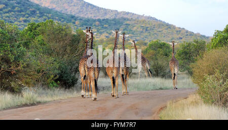 Giraffe in savannah, National park of Kenya, Africa Stock Photo