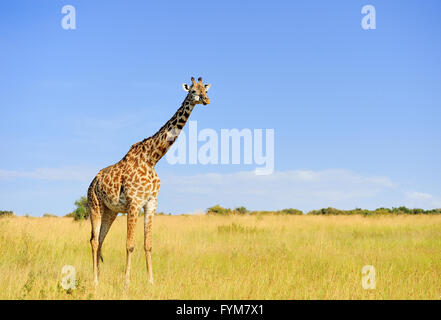 Giraffe in savannah, National park of Kenya, Africa Stock Photo