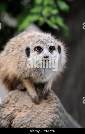 Close meerkat on branch in nature Stock Photo