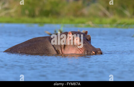 Hippo (Hippopotamus amphibius) in the water, Kenya, Africa Stock Photo