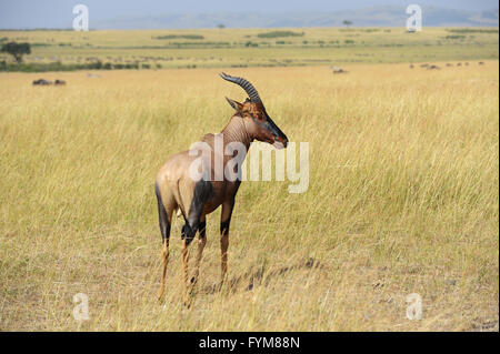 Topi Antelope (Damaliscus lunatus) in Kenya's Masai Mara Reserve Stock Photo