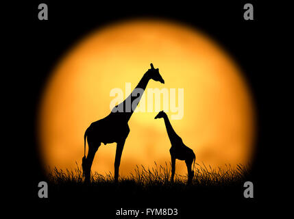 Silhouette giraffe on the background of sunset. Large sun on a dark background Stock Photo