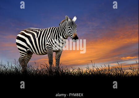 Zebra against on the background of sunset sky Stock Photo