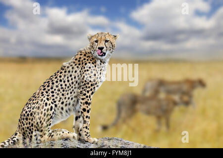 Cheetah on savannah in Africa, National park of Kenya