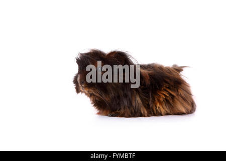 Long-haired Guinea Pig seen side-on. Studio picture against a white background. Germany Stock Photo