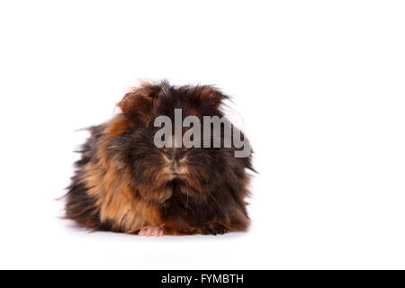 Long-haired Guinea Pig seen head-on. Studio picture against a white background. Germany Stock Photo