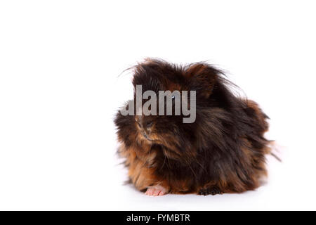 Long-haired Guinea Pig seen head-on. Studio picture against a white background. Germany Stock Photo