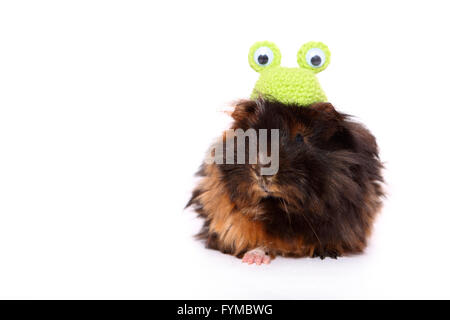 Long-haired Guinea Pig wearing a crocheted frog hat, seen head-on. Studio picture against a white background. Germany , Meerschweinchen / guinea pig Stock Photo