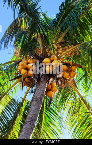 Coconuts on a palm tree Stock Photo