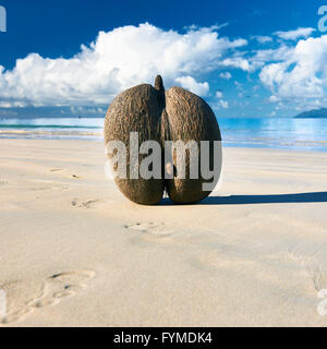 Sea's coconuts (coco de mer) on beach at Seychelles Stock Photo